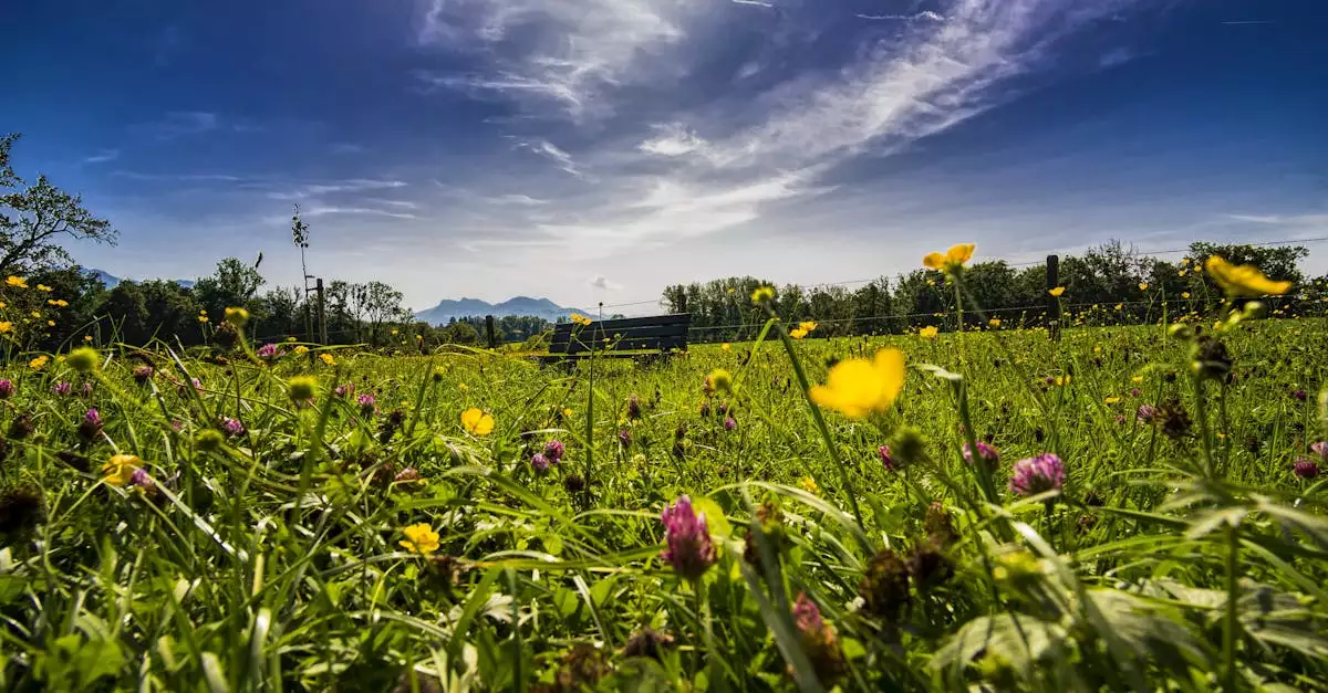 Wat is een leuke plek om te overnachten in Wangen im Allgäu (Baden-Württemberg)