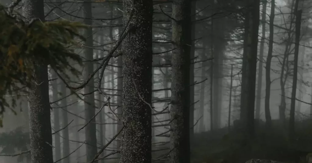 Wat is de geschiedenis van Schwarzwald (Baden-Württemberg)