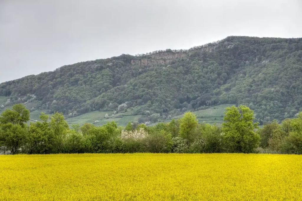 Wat zijn mooie wandelroutes / fietsroutes in Schriesheim (Baden-Württemberg)