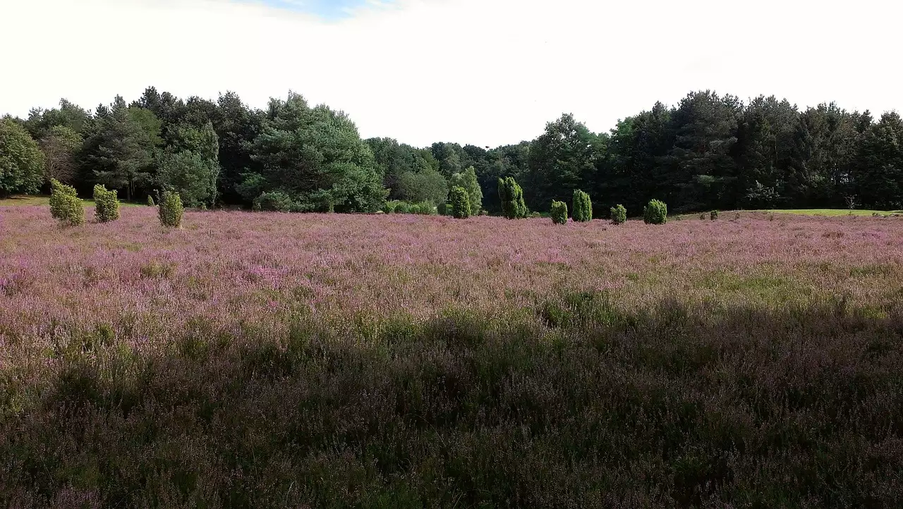 Wat zijn toeristische bezienswaardigheden in Schneverdingen (Nedersaksen)