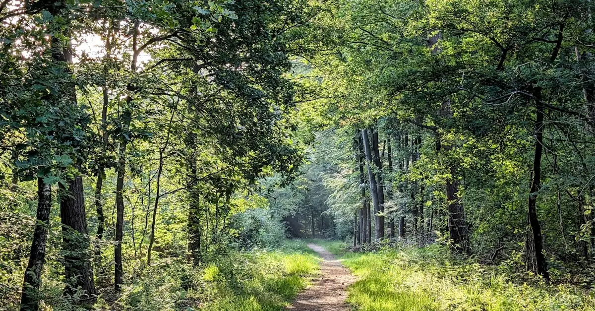 Wat zijn mooie wandelroutes / fietsroutes in Heringen/Helme (Thüringen)